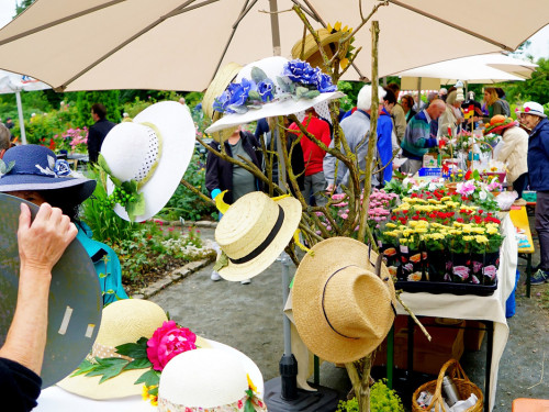 Rosenfest – Foto 14