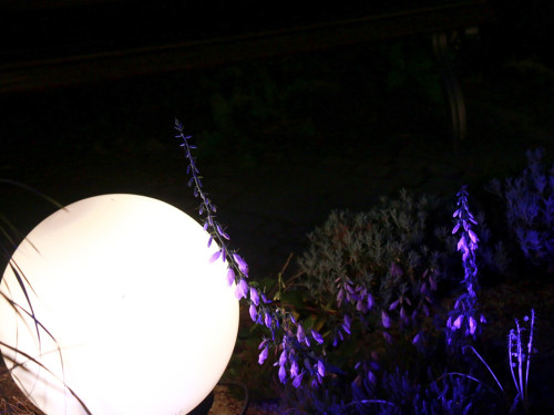 Nacht der Sinne 21.7.2018 Botanischer Garten Fotograf Murat Daniel – Foto 5