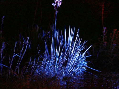 Nacht der Sinne 21.7.2018 Botanischer Garten Fotograf Murat Daniel – Foto 8