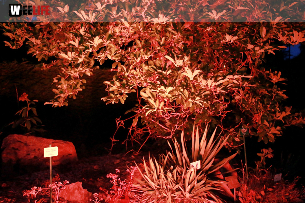 Nacht der Sinne 21.7.2018 Botanischer Garten Fotograf Murat Daniel