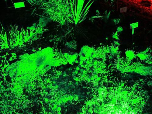Nacht der Sinne 21.7.2018 Botanischer Garten Fotograf Murat Daniel – Foto 11