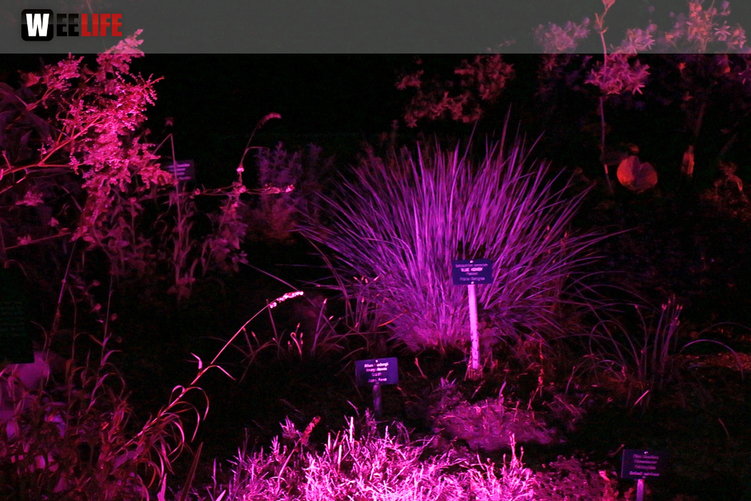 Nacht der Sinne 21.7.2018 Botanischer Garten Fotograf Murat Daniel
