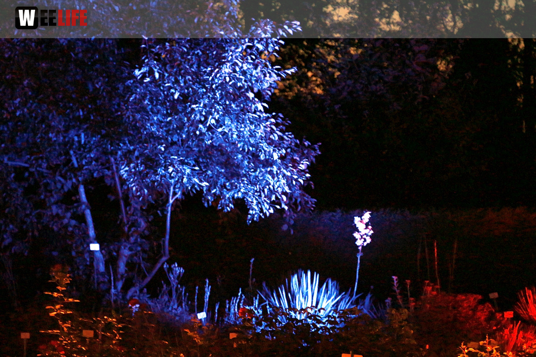 Nacht der Sinne 21.7.2018 Botanischer Garten Fotograf Murat Daniel