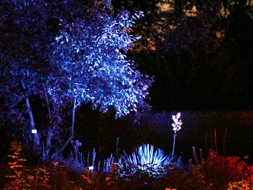Nacht der Sinne 21.7.2018 Botanischer Garten Fotograf Murat Daniel – Foto 20