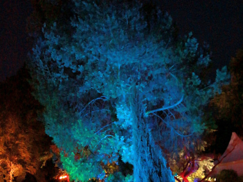 Nacht der Sinne 21.7.2018 Botanischer Garten Fotograf Murat Daniel – Foto 22