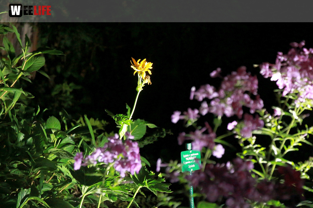Nacht der Sinne 21.7.2018 Botanischer Garten Fotograf Murat Daniel