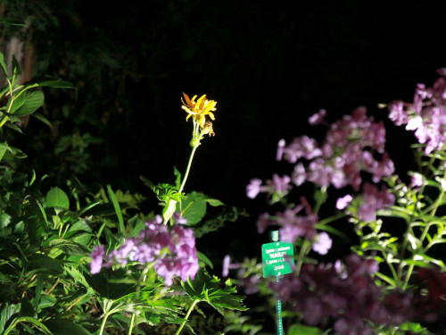 Nacht der Sinne 21.7.2018 Botanischer Garten Fotograf Murat Daniel – Foto 28