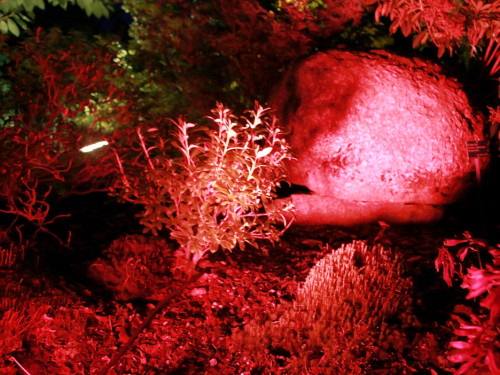 Nacht der Sinne 21.7.2018 Botanischer Garten Fotograf Murat Daniel – Foto 30