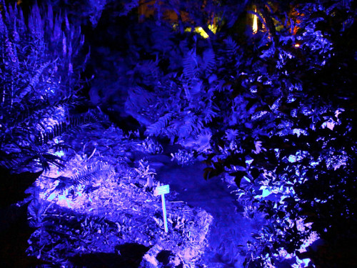 Nacht der Sinne 21.7.2018 Botanischer Garten Fotograf Murat Daniel – Foto 32