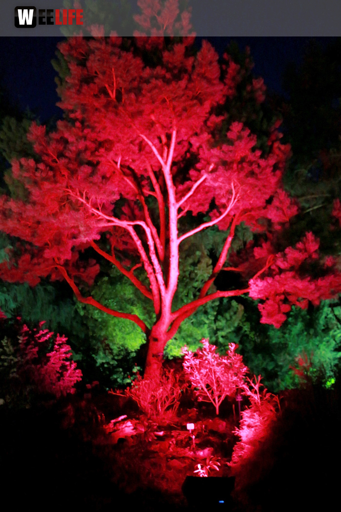 Nacht der Sinne 21.7.2018 Botanischer Garten Fotograf Murat Daniel