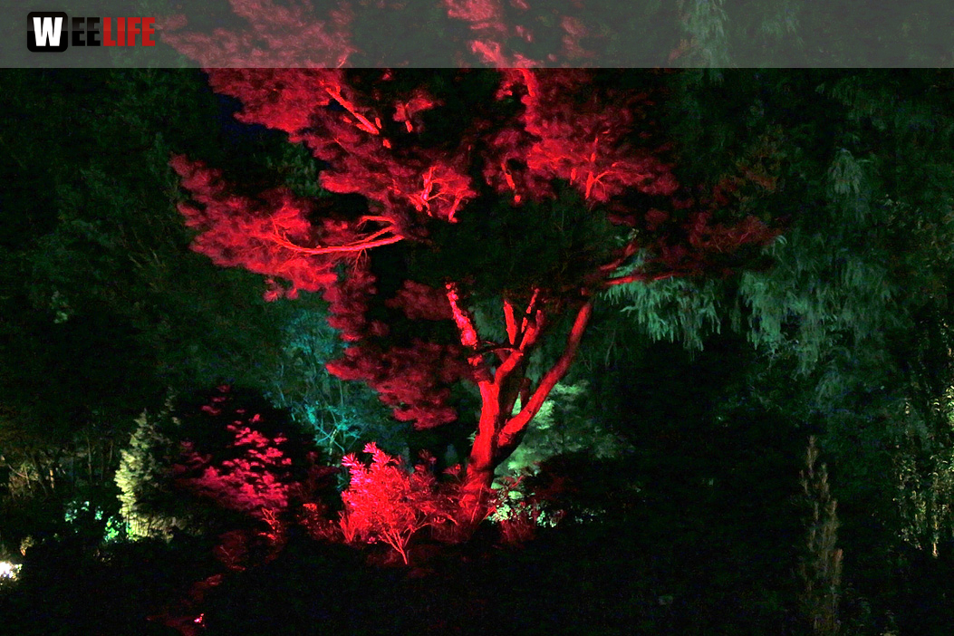 Nacht der Sinne 21.7.2018 Botanischer Garten Fotograf Murat Daniel