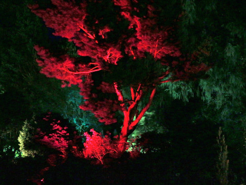 Nacht der Sinne 21.7.2018 Botanischer Garten Fotograf Murat Daniel – Foto 38