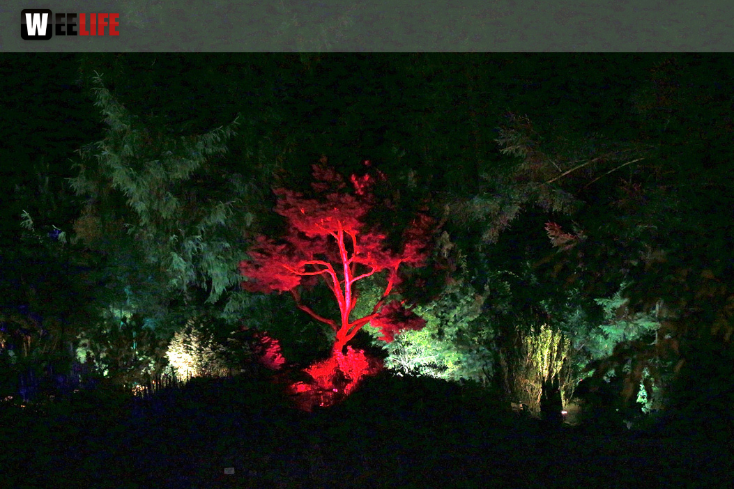 Nacht der Sinne 21.7.2018 Botanischer Garten Fotograf Murat Daniel