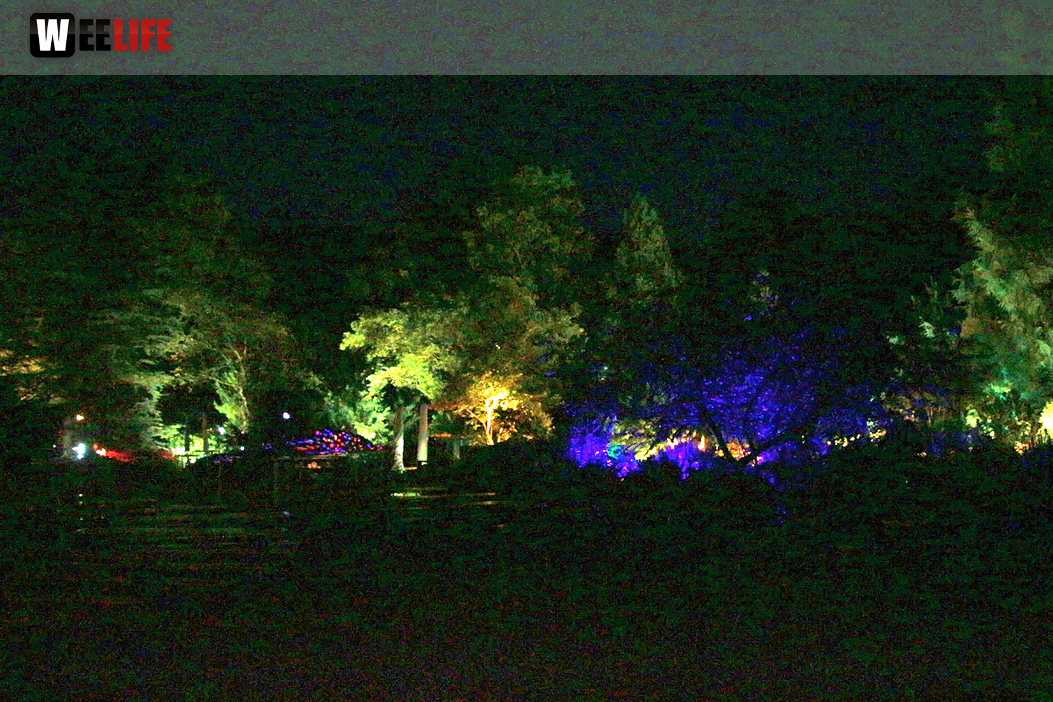 Nacht der Sinne 21.7.2018 Botanischer Garten Fotograf Murat Daniel