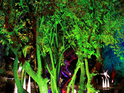 Nacht der Sinne 21.7.2018 Botanischer Garten Fotograf Murat Daniel – Foto 43