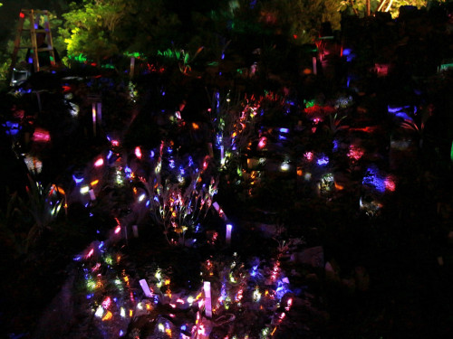 Nacht der Sinne 21.7.2018 Botanischer Garten Fotograf Murat Daniel – Foto 46