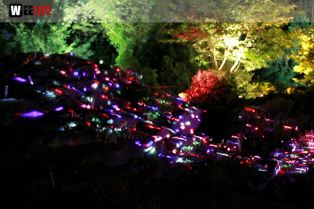 Nacht der Sinne 21.7.2018 Botanischer Garten Fotograf Murat Daniel