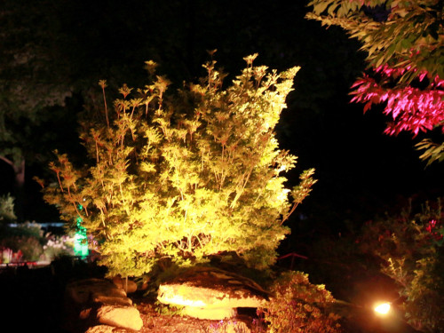 Nacht der Sinne 21.7.2018 Botanischer Garten Fotograf Murat Daniel – Foto 58