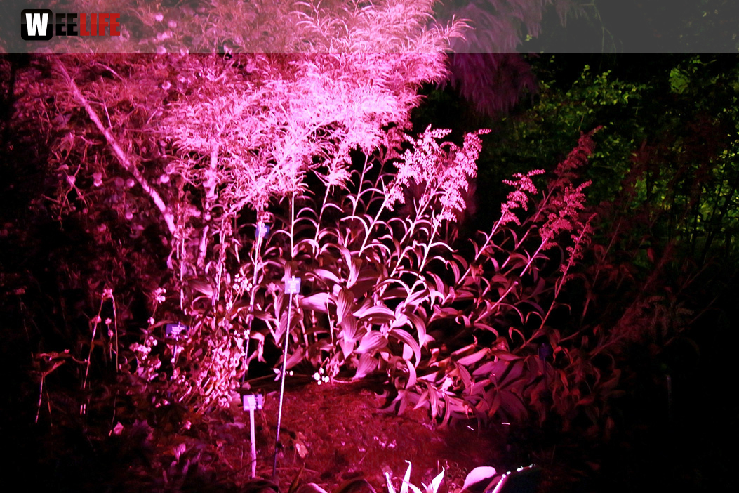 Nacht der Sinne 21.7.2018 Botanischer Garten Fotograf Murat Daniel