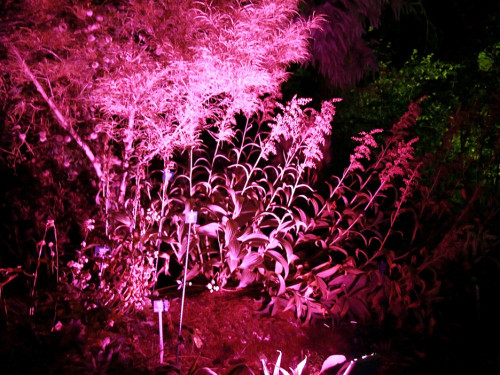 Nacht der Sinne 21.7.2018 Botanischer Garten Fotograf Murat Daniel – Foto 59