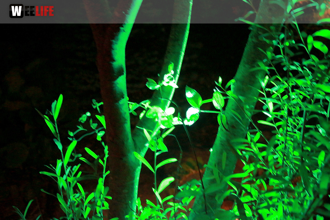 Nacht der Sinne 21.7.2018 Botanischer Garten Fotograf Murat Daniel