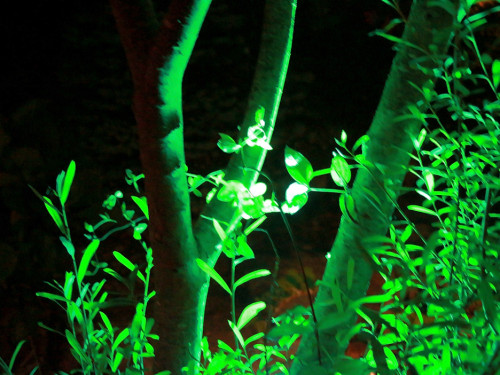 Nacht der Sinne 21.7.2018 Botanischer Garten Fotograf Murat Daniel – Foto 60