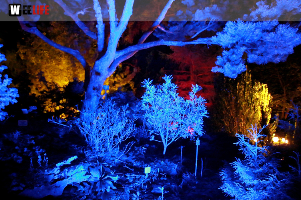 Nacht der Sinne 21.7.2018 Botanischer Garten Fotograf Murat Daniel