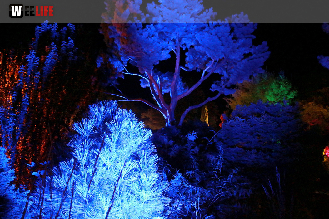 Nacht der Sinne 21.7.2018 Botanischer Garten Fotograf Murat Daniel