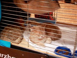 Foto 218363 im Album
