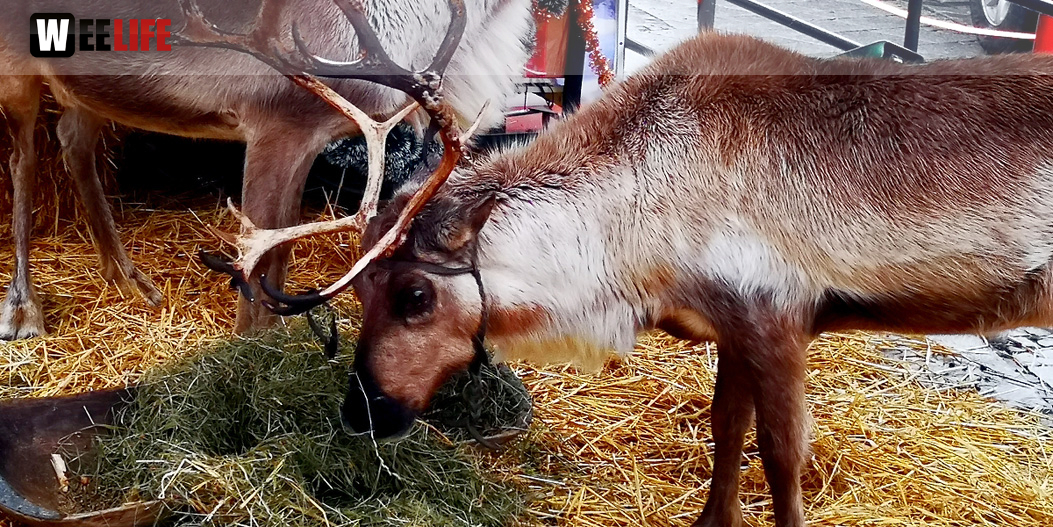 Rentiere  Hofer Weihnachtsmarkt 2018
