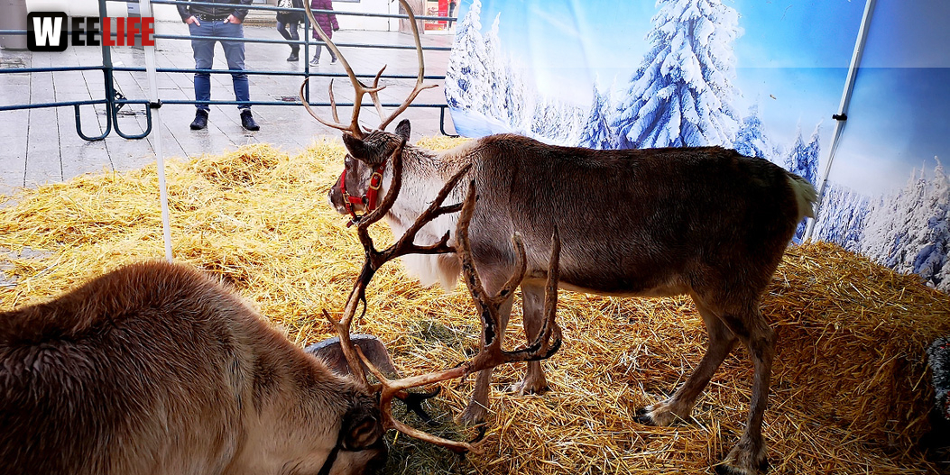Rentiere  Hofer Weihnachtsmarkt 2018