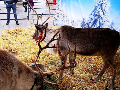 Rentiere  Hofer Weihnachtsmarkt 2018 – Foto 2