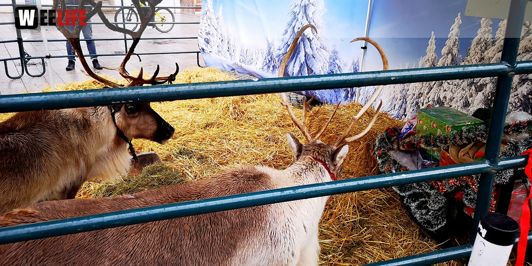 Rentiere  Hofer Weihnachtsmarkt 2018