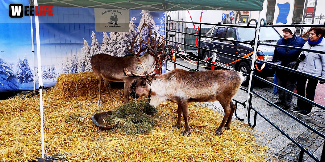 Rentiere  Hofer Weihnachtsmarkt 2018