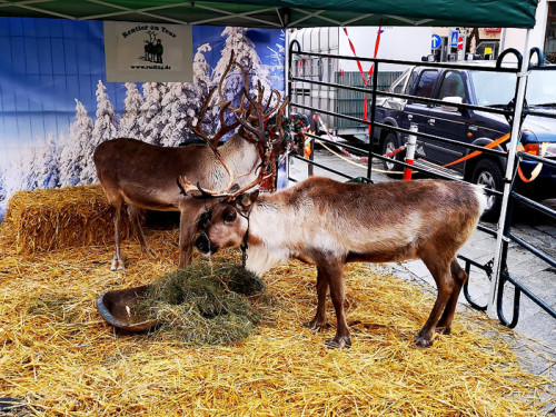 Rentiere  Hofer Weihnachtsmarkt 2018 – Foto 6