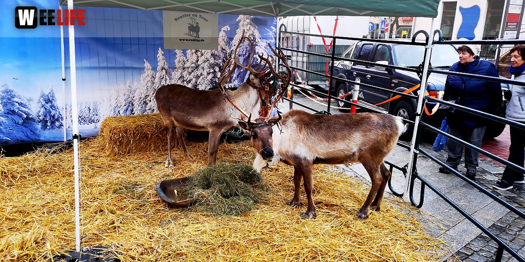 Rentiere  Hofer Weihnachtsmarkt 2018