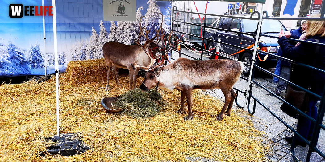 Rentiere  Hofer Weihnachtsmarkt 2018