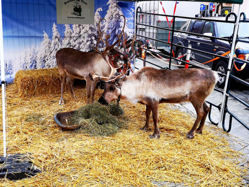 Rentiere  Hofer Weihnachtsmarkt 2018 – Foto 8