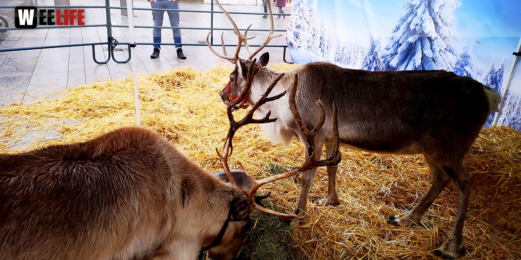 Rentiere  Hofer Weihnachtsmarkt 2018