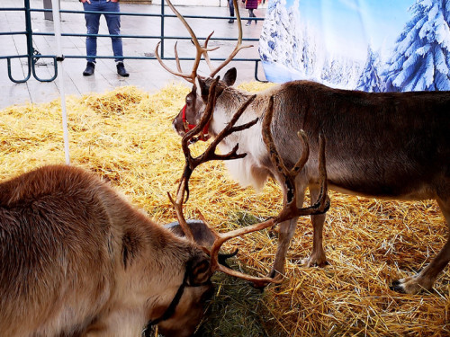 Rentiere  Hofer Weihnachtsmarkt 2018 – Foto 9