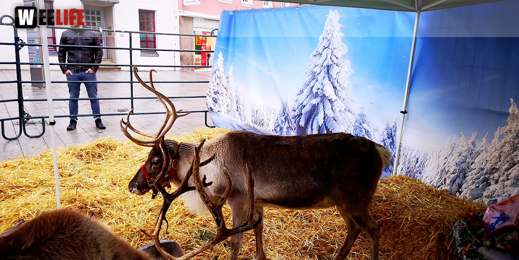 Rentiere  Hofer Weihnachtsmarkt 2018
