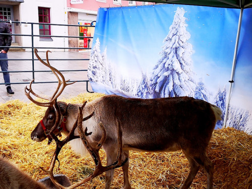 Rentiere  Hofer Weihnachtsmarkt 2018 – Foto 11
