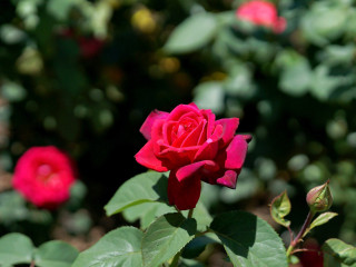 Foto 225293 im Album