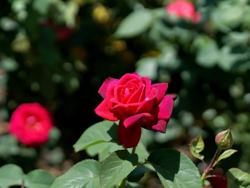Rosenfest 2019 – Foto 16