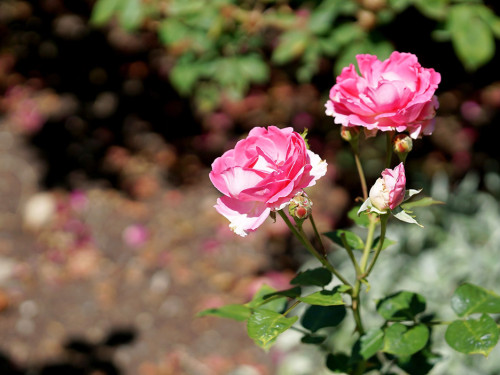 Rosenfest 2019 – Foto 18