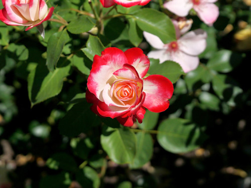 Rosenfest 2019 – Foto 21