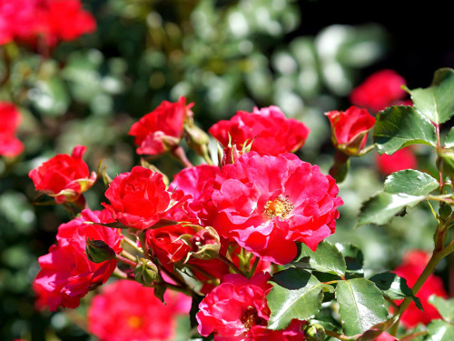 Rosenfest 2019 – Foto 23