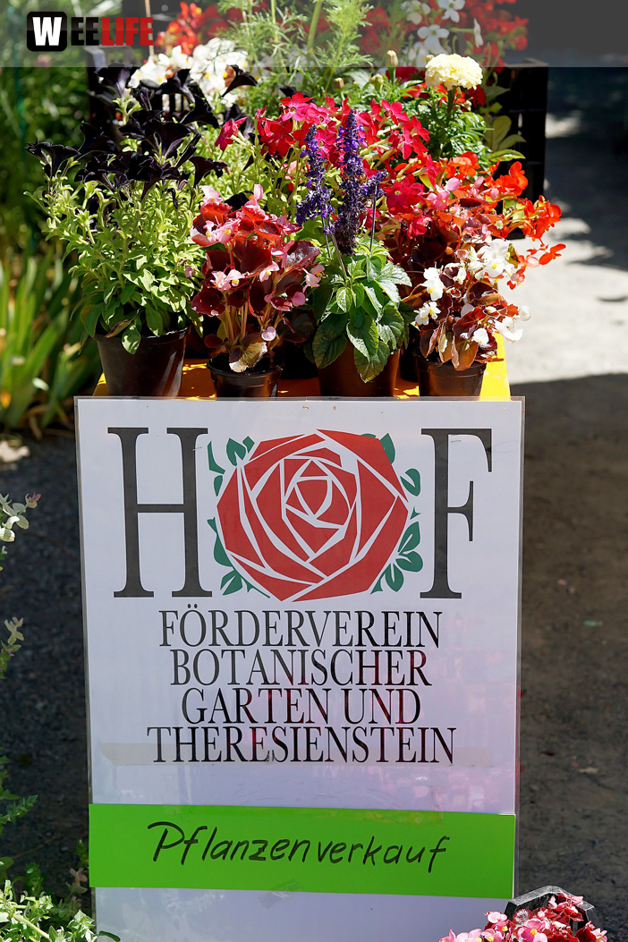 Rosenfest 2019