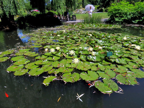 Rosenfest 2019 – Foto 36