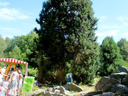 Rosenfest 2019 – Foto 4